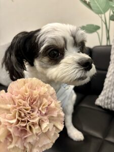 チップ　母の日